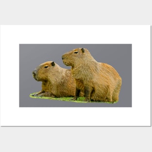 Pair of Capybara Posters and Art